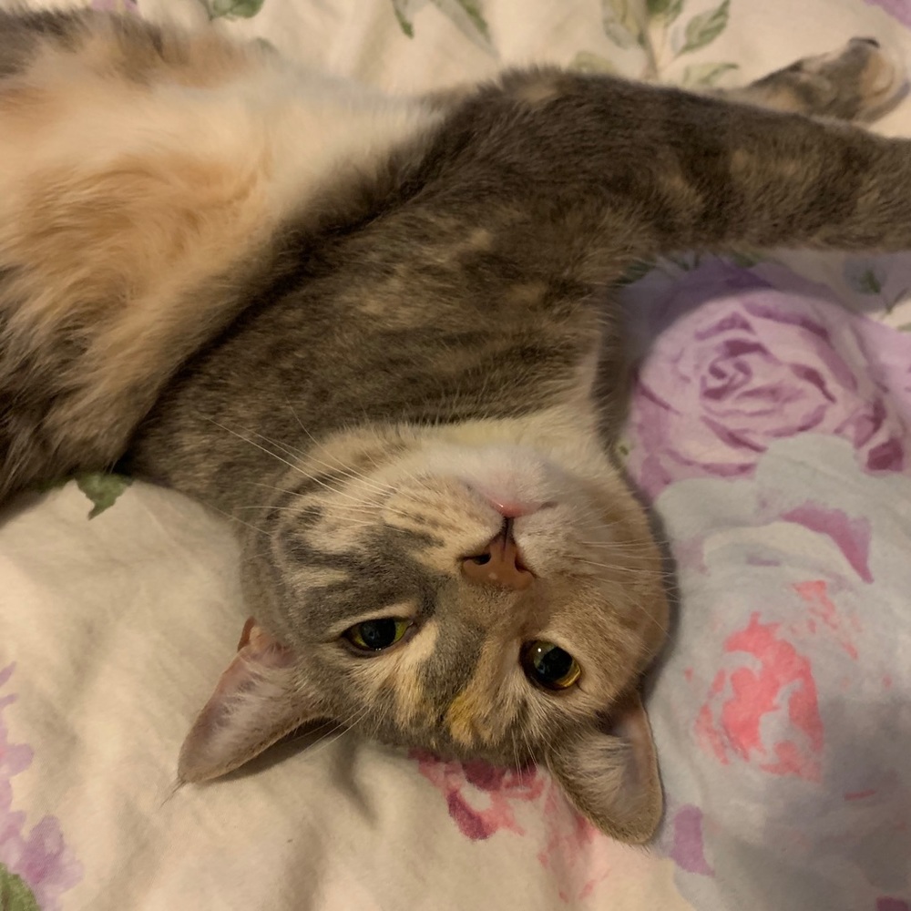 Meet your Posher, Indie